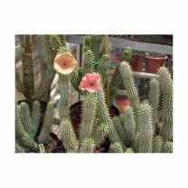 Hoodia Extract