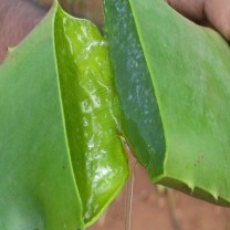 Aloe Vera Extract