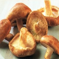 Shiitake Mushroom Extract