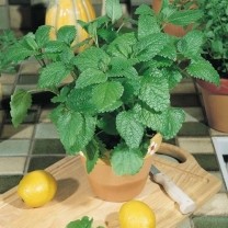 Melissa (lemon Balm) Extrac