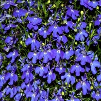 Lobelia Extract