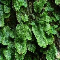 Liverwort Extract