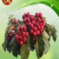 Hawthorn Berry Extract