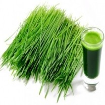 Wheatgrass Extract Powder