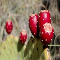 Prickly Pear Extract