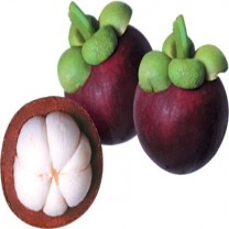 Mangosteen Extract