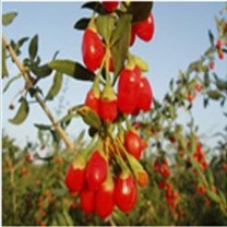 Goji Berry Extract