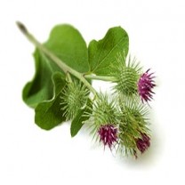 Burdock Extract Powder