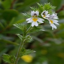 Eyebright Herb Etract