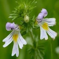 Eyebright Herb Extract