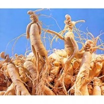 Ginseng Extract