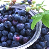 Bilberry Extract