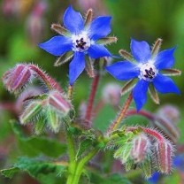 Borage Oil