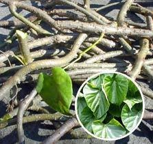 Guduchi Extracts (Tinospora Cordifolia)