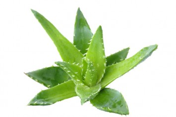 Aloe Vera (Aloe Barbadensis)