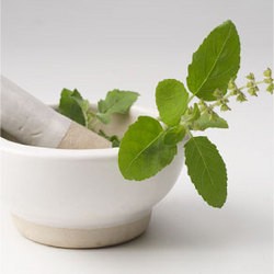 Tulsi Extracts (Ocimum Sanctum)