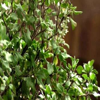 Tulsi Seed / Tulsi Patra