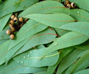 Eucalyptus Oil