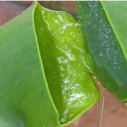 ALOE VERA GEL