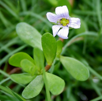 Bacopa Monniera Extract