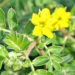 Tribulus Terrestris Extracts