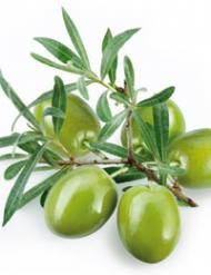 Olive leaf extract ( Oleuropein 20% , 40% )