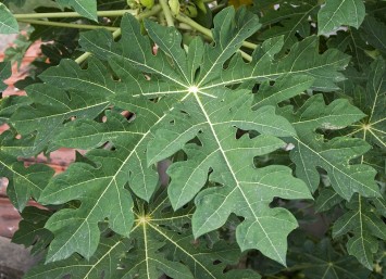 Papaya Leaf Extract