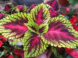 Coleus Forskholii Extract 10%, & 20%