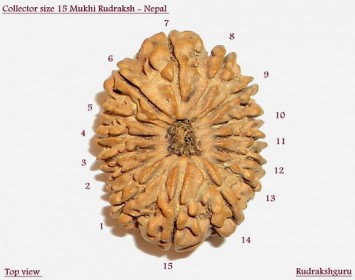 Rudraksha Beeds