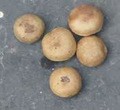 Sell Nirmali(Strychnos potatorum) Seeds