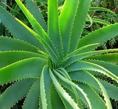 Aloe Vera For De Addiction