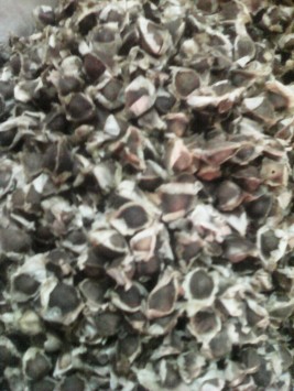 MORINGA PKM 1 SEEDS