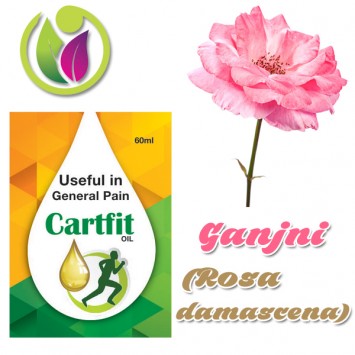 Ganjni (Rosa damascena)