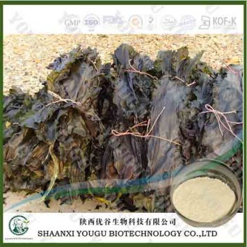 China Brown Seaweed Extract Fucoidan 95%, 85%/konbu fukoidan powder/kelp extract fuicodan Supplier