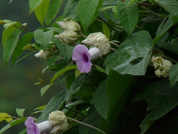 Vidharamool(Argyreia nervosa)