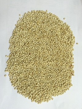 sorghum