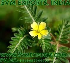 Tribulus Terrestris Suppliers India