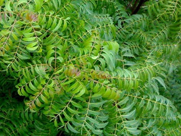 NEEM LEAVES