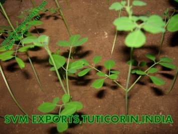 Organic Moringa Tea Cut Leaf Suppliers