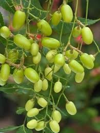 Neem oil