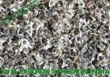 Moringa Conventional Seed Suppliers