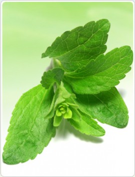 Stevia  Dry leaves