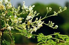 Moringa powder