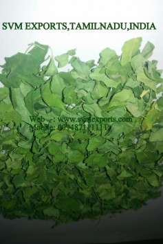 Moringa Dried Leaves Suppliers India