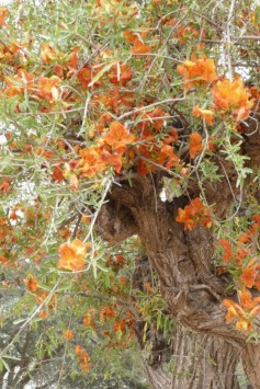 Rohtak Bark(Tecomella Undulata)