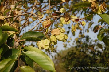 Chilbil Seed / Indian Elm