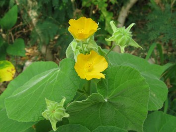 Atibala(Indian Mallow)