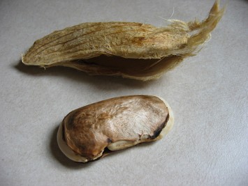 Mango Seed(Mangifera indica Seed)