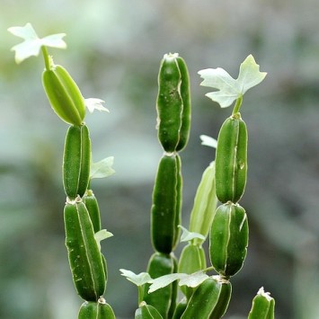 Hadjod(Cissus quadrangularis)