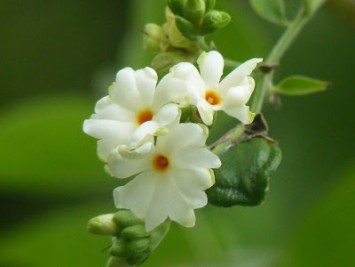 Paarijat / Harshringar(Nyctanthes arbortristis)